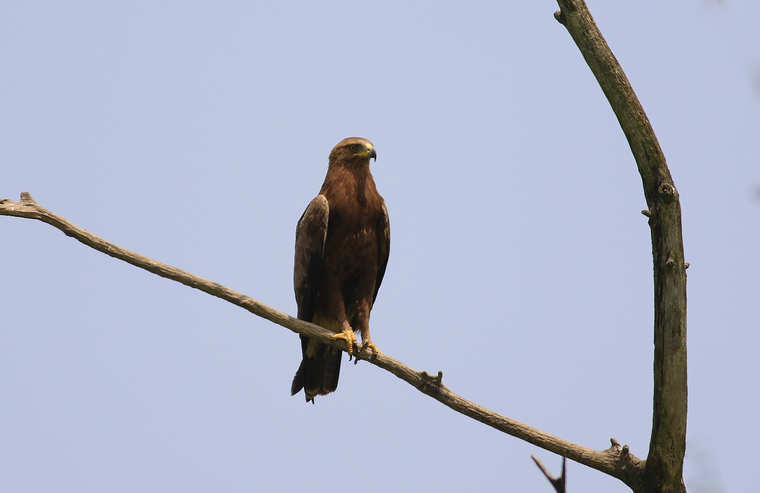 Lesser Spotted Eagle